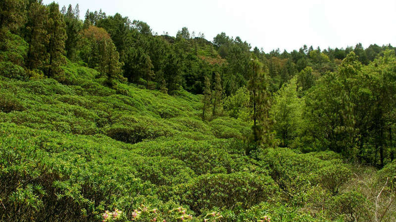 Nationalpark Monte Gordo - São Nicolau