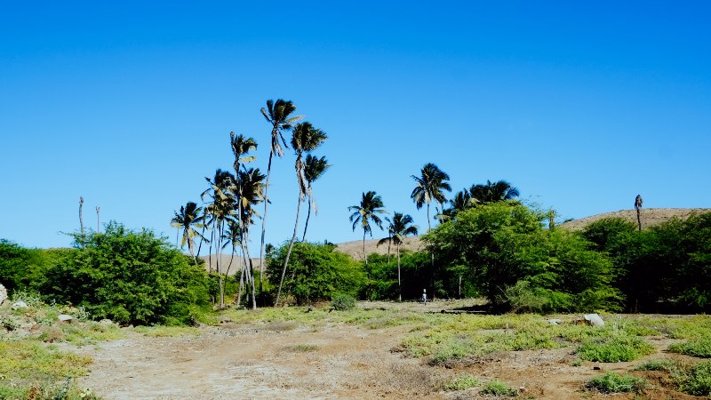 Palmen - Maio
