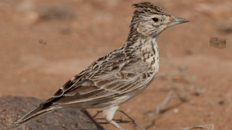 Raso-Vogel