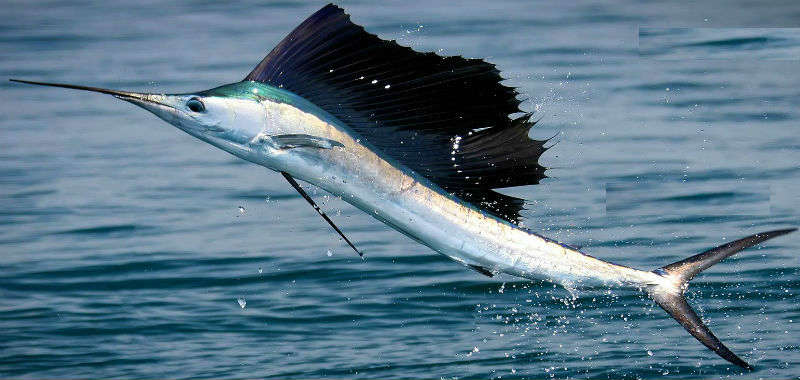 Segelfisch