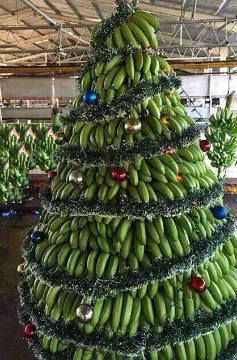 Weihnachtsbaum auf den Kapverden