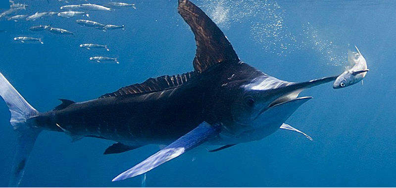 Blauer Marlin