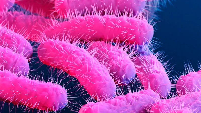 Shigella-Bakterien