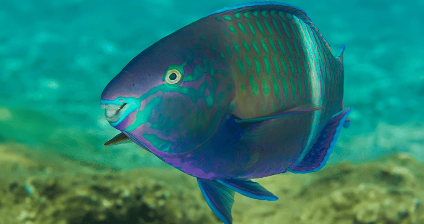 Papageienfisch