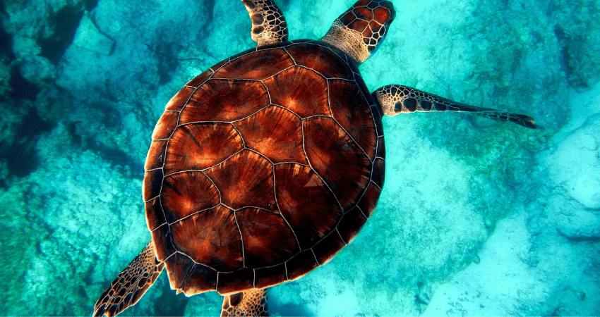 Schildkröte unter Wasser im Meer von Kap Verde