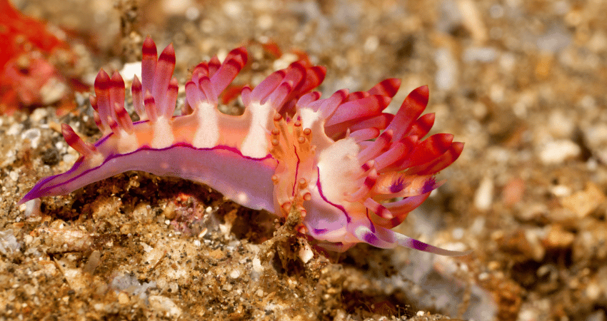 Flabellinas
